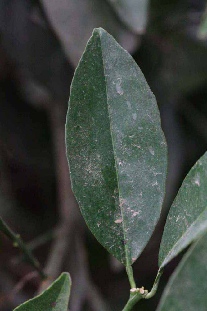              Unifoliolate leaf (Riverside, CA)       